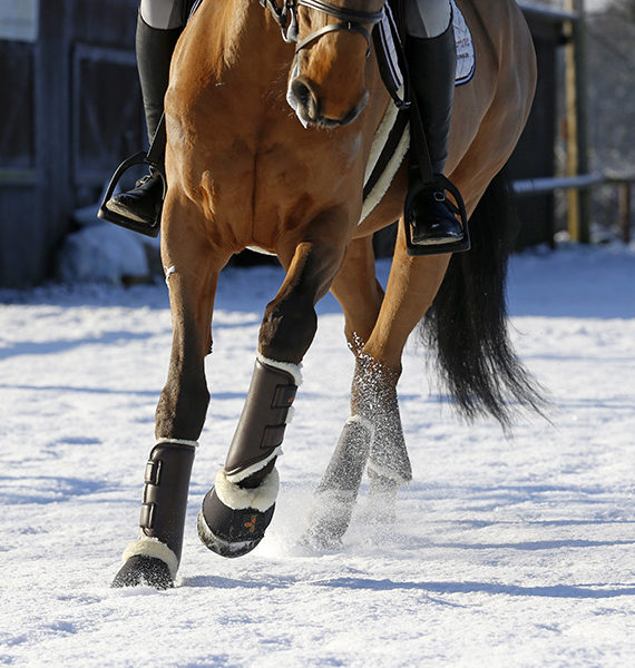 protectores cuero kentucky