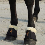 Campanas borreguillo Solimbra KENTUCKY