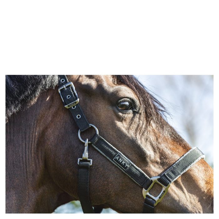 cabezada de aseo anky