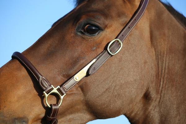 Cabezada cuero grooming Kentucky