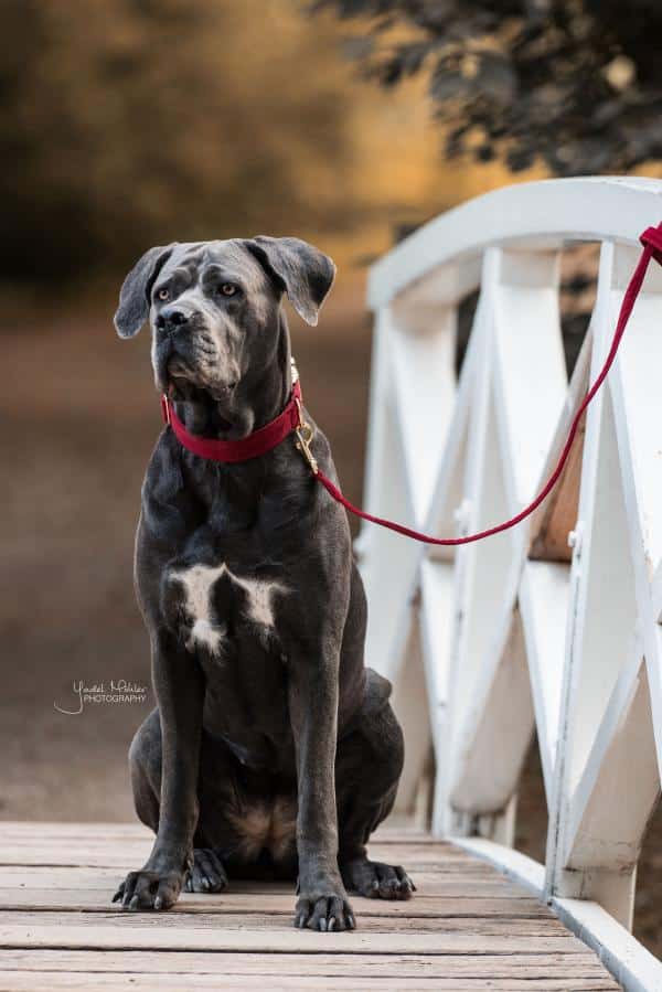 Collar de corderoy para perros Kentucky - Imagen 3