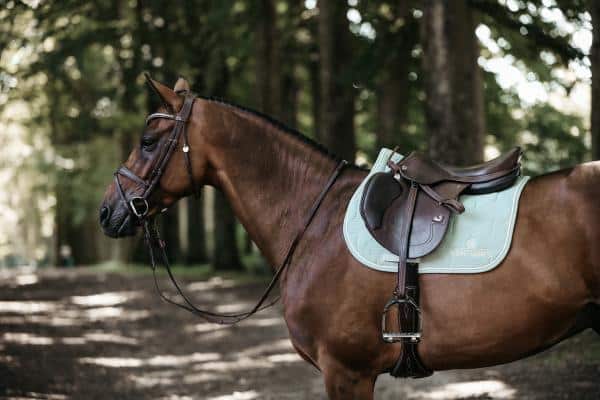 mantilla edicion color kentucky