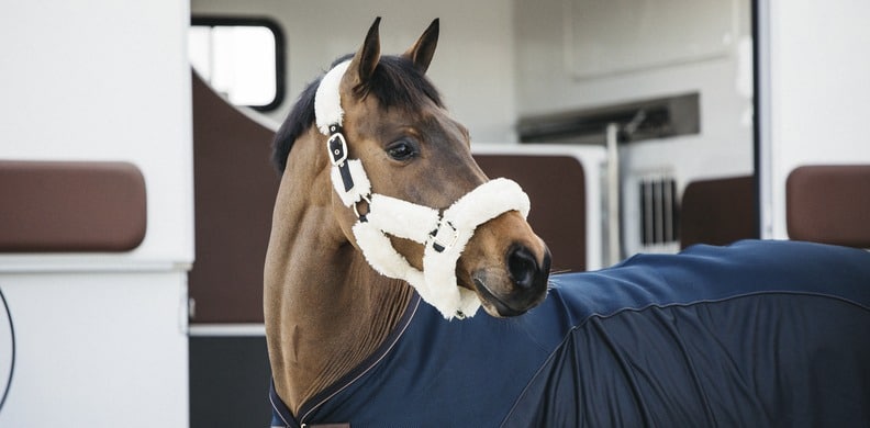 4 productos imprescindibles para el transporte de tu caballo