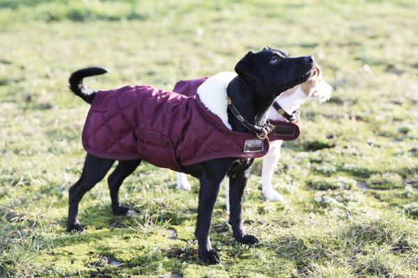 Manta para perros Kentucky original - Imagen 2