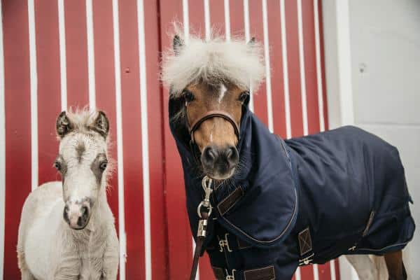 Manta de exterior KENTUCKY ( 0 Gr ) Pony - Imagen 2