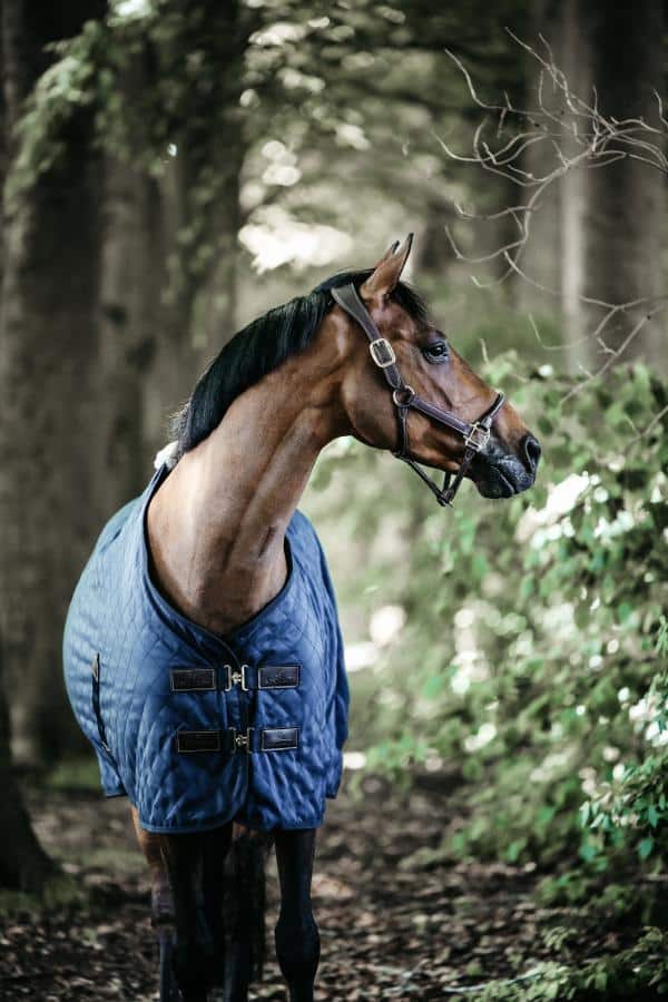 Manta de Box Liviana Kentucky - Imagen 2