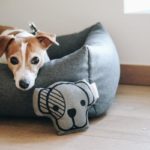 Juguetes para perros Kentucky