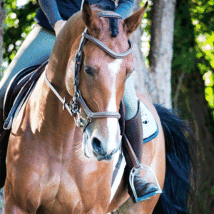 cabezada new york jumpin