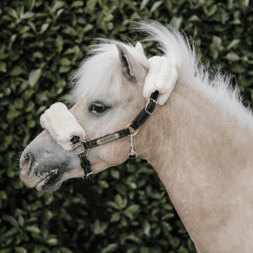cabezada kentucky pony