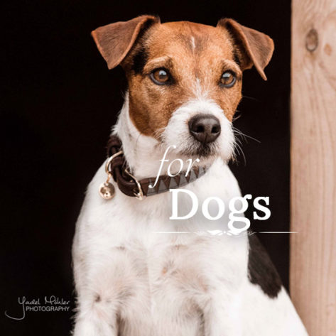 for-dogs-600x567 kentucky perros