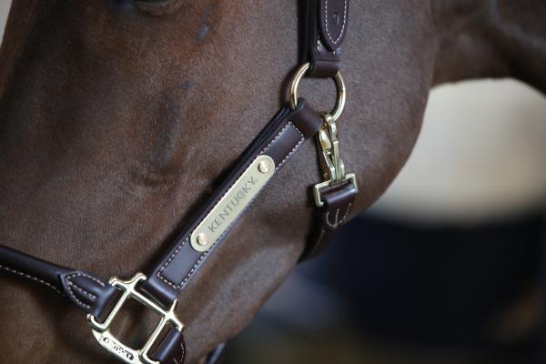 cabezada anatomica kentucky