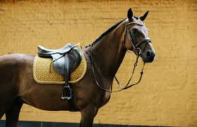 CABALLO