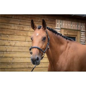 cabezada cuadra jump´in