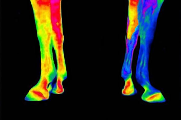 KENTUCKY BOTAS TERAPEUTICAS